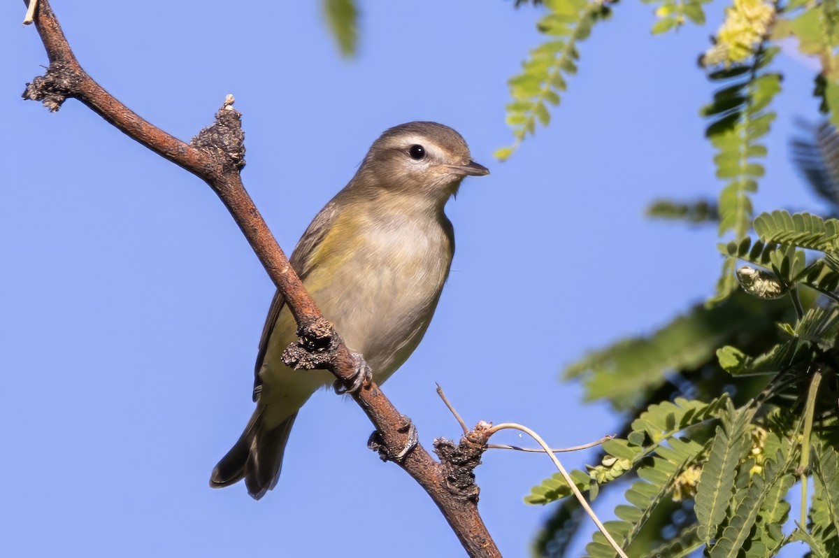 Warbling Vireo - ML619998005