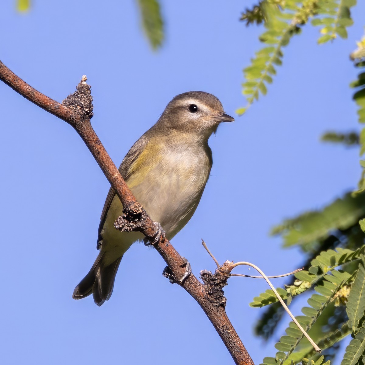 Warbling Vireo - ML619998006