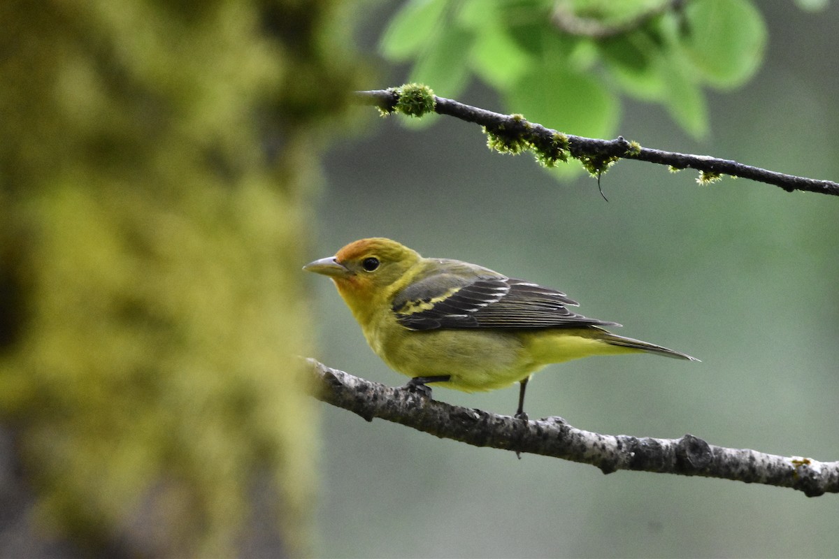 Western Tanager - ML619998012