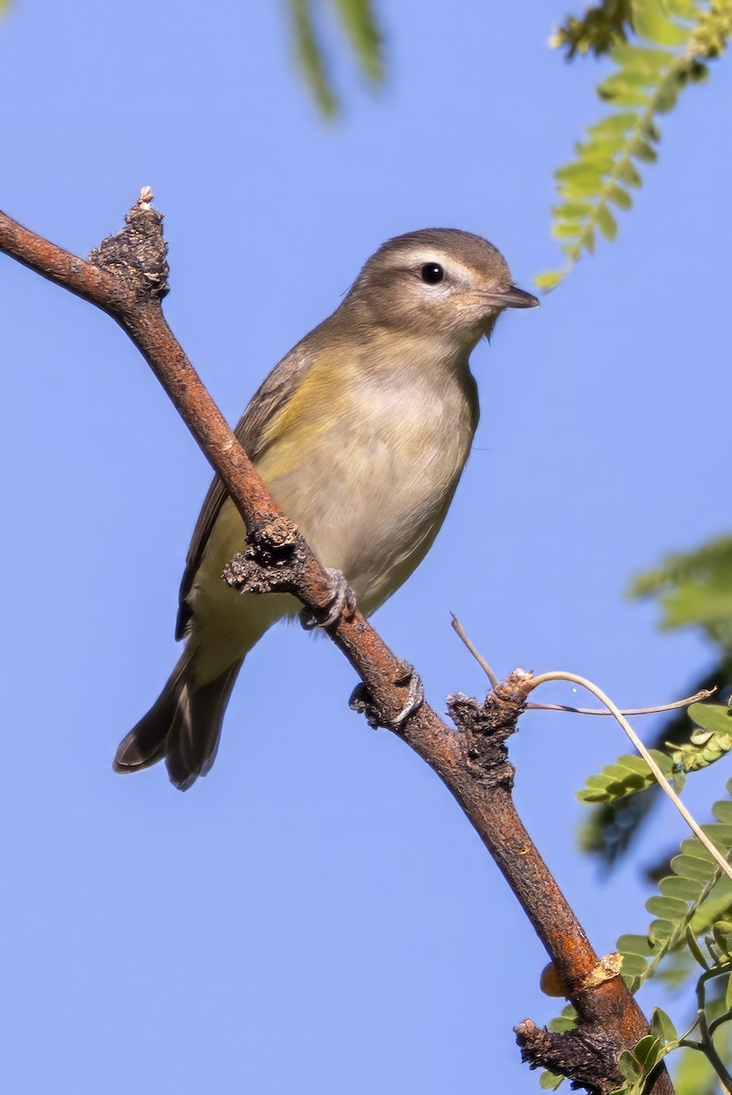 Warbling Vireo - ML619998013