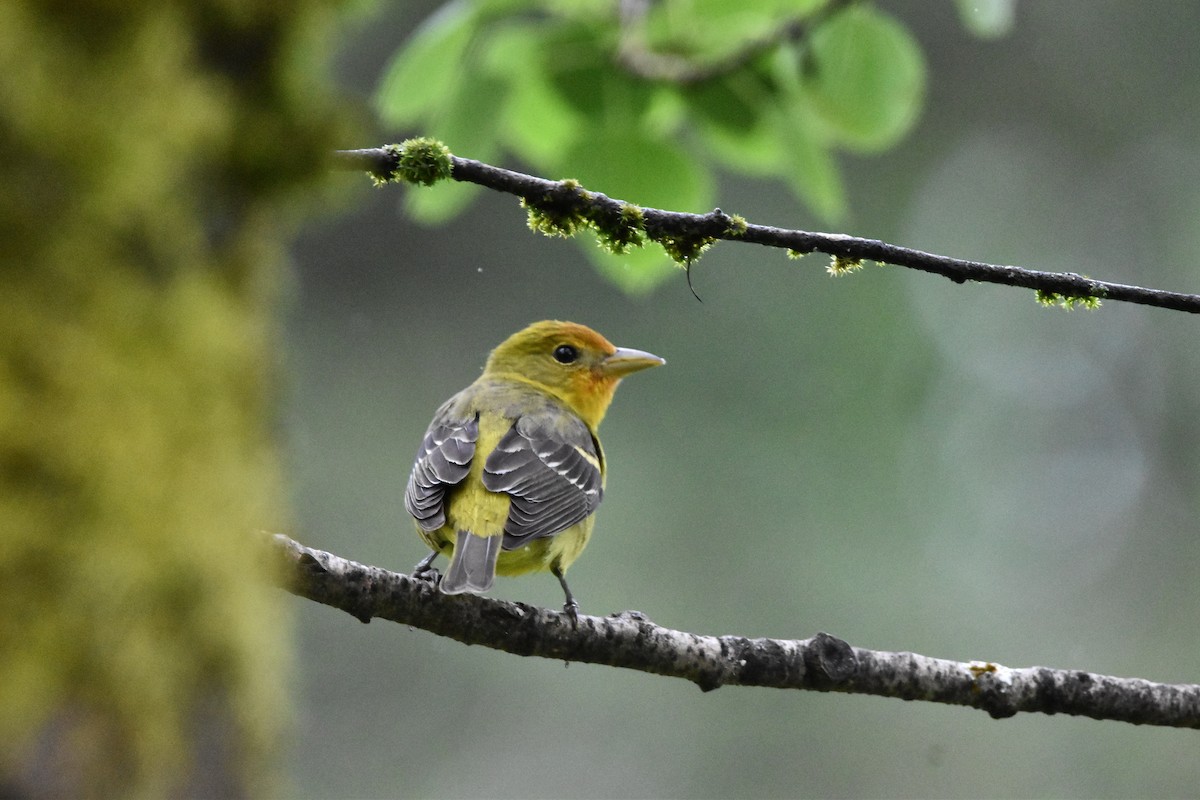 Western Tanager - ML619998026