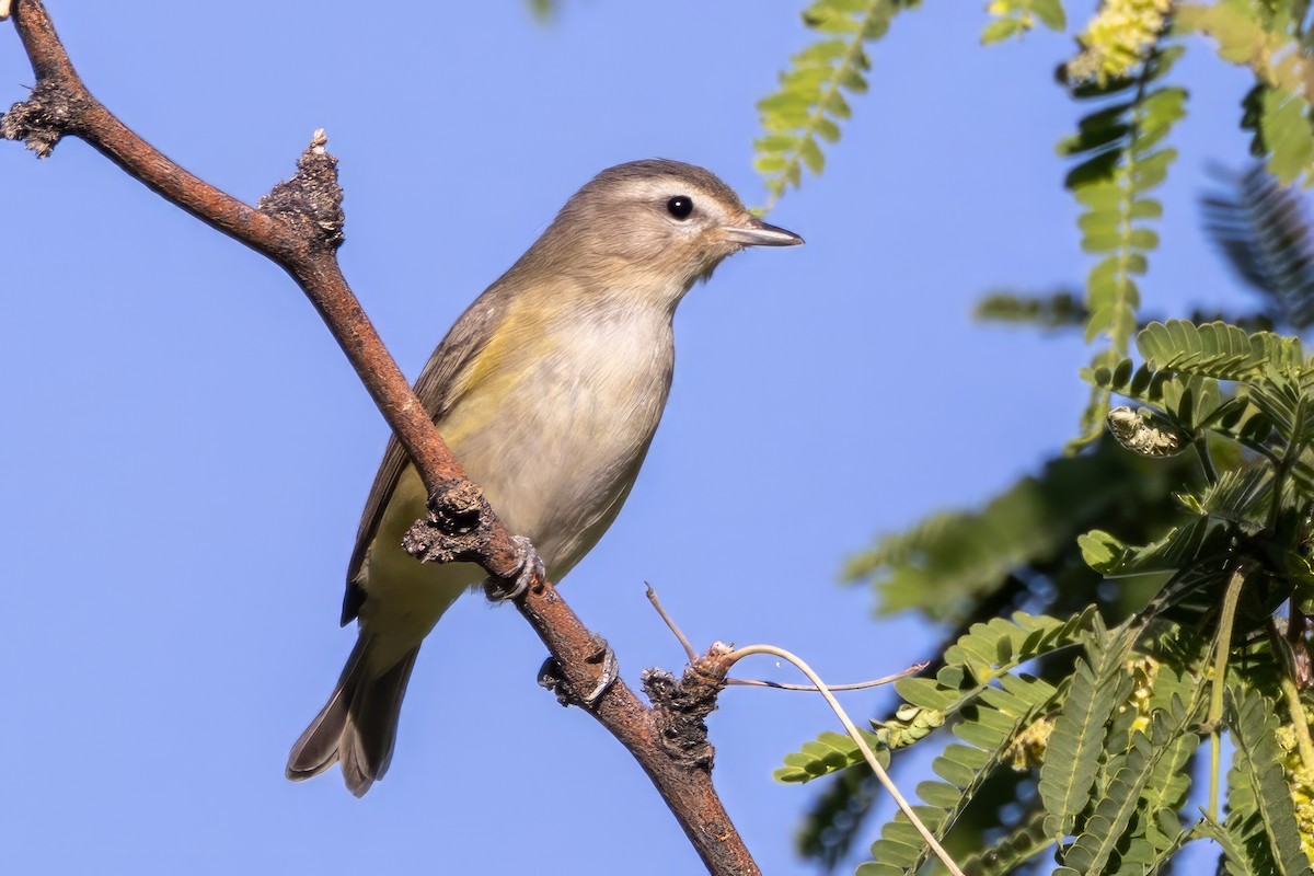 Warbling Vireo - ML619998027