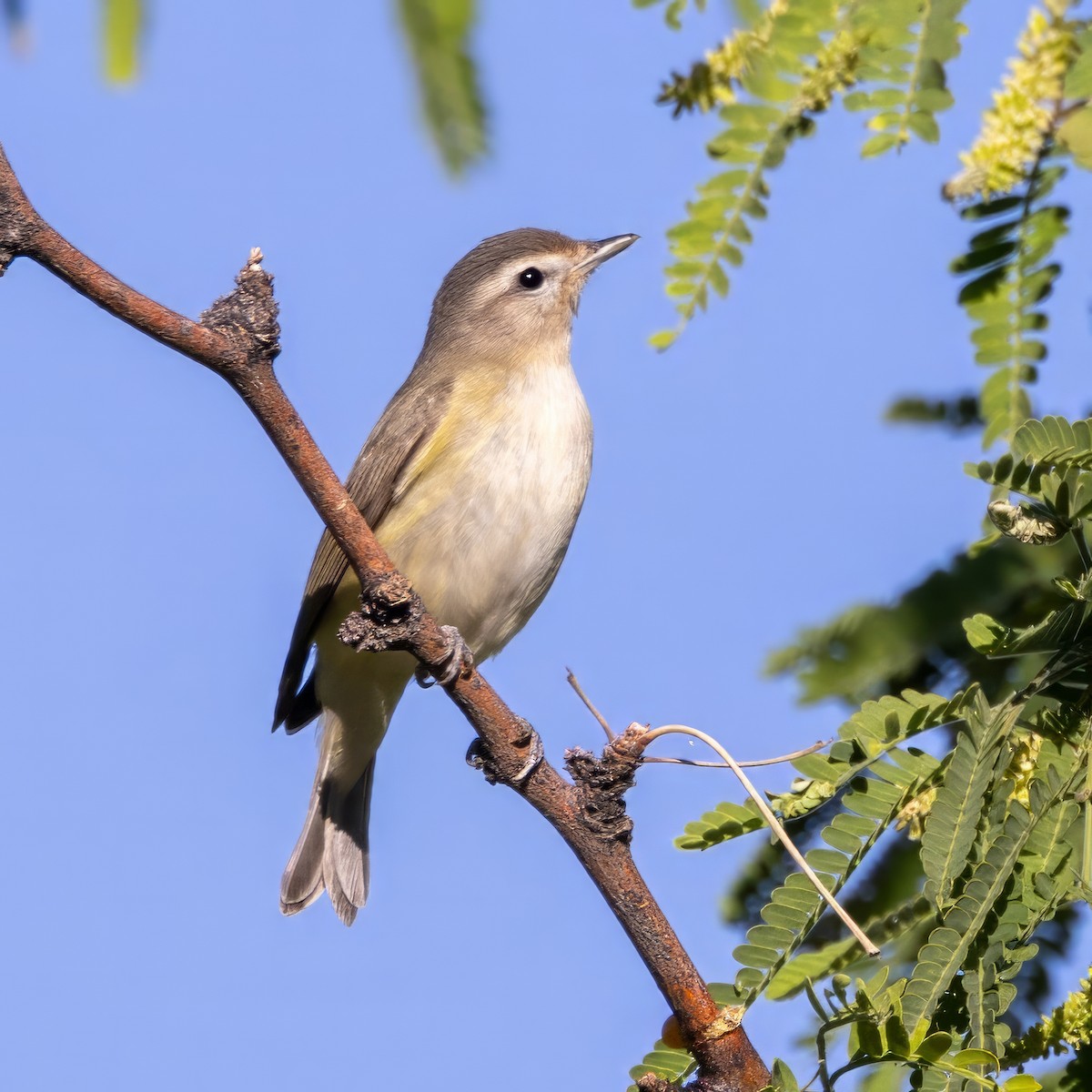 Warbling Vireo - ML619998034