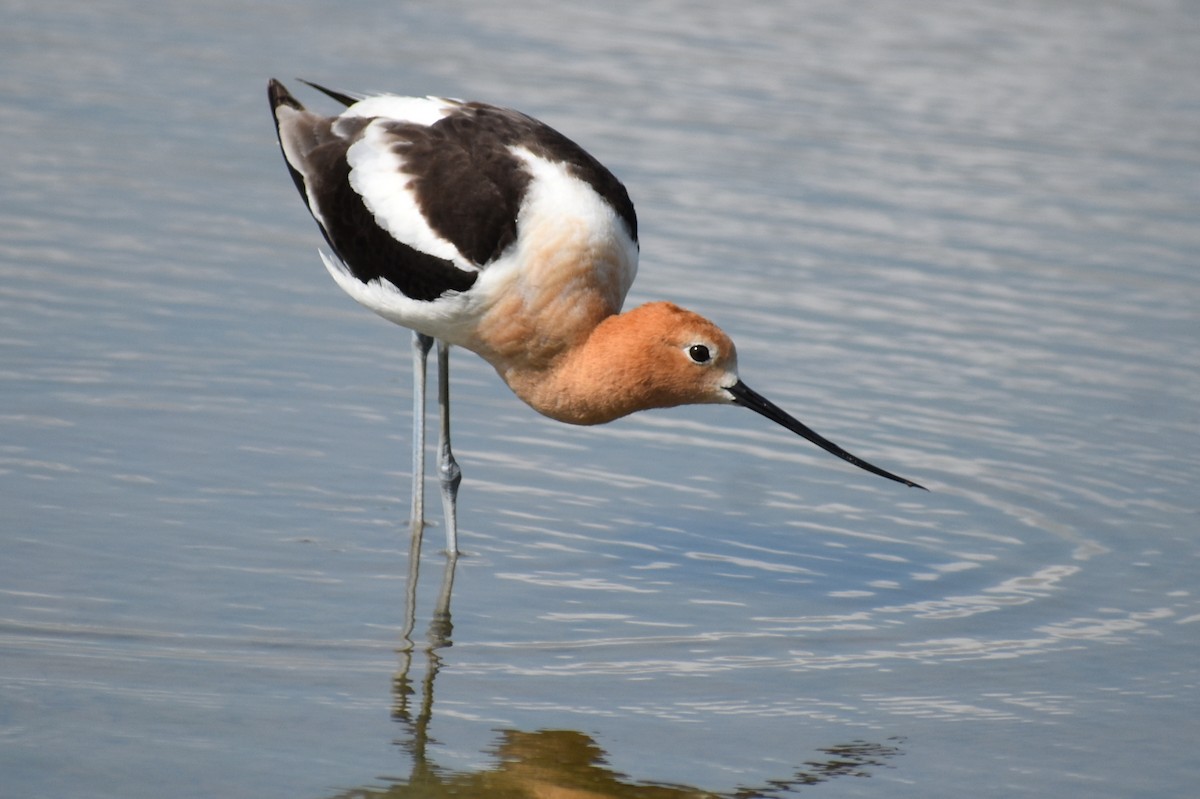 American Avocet - ML619998036