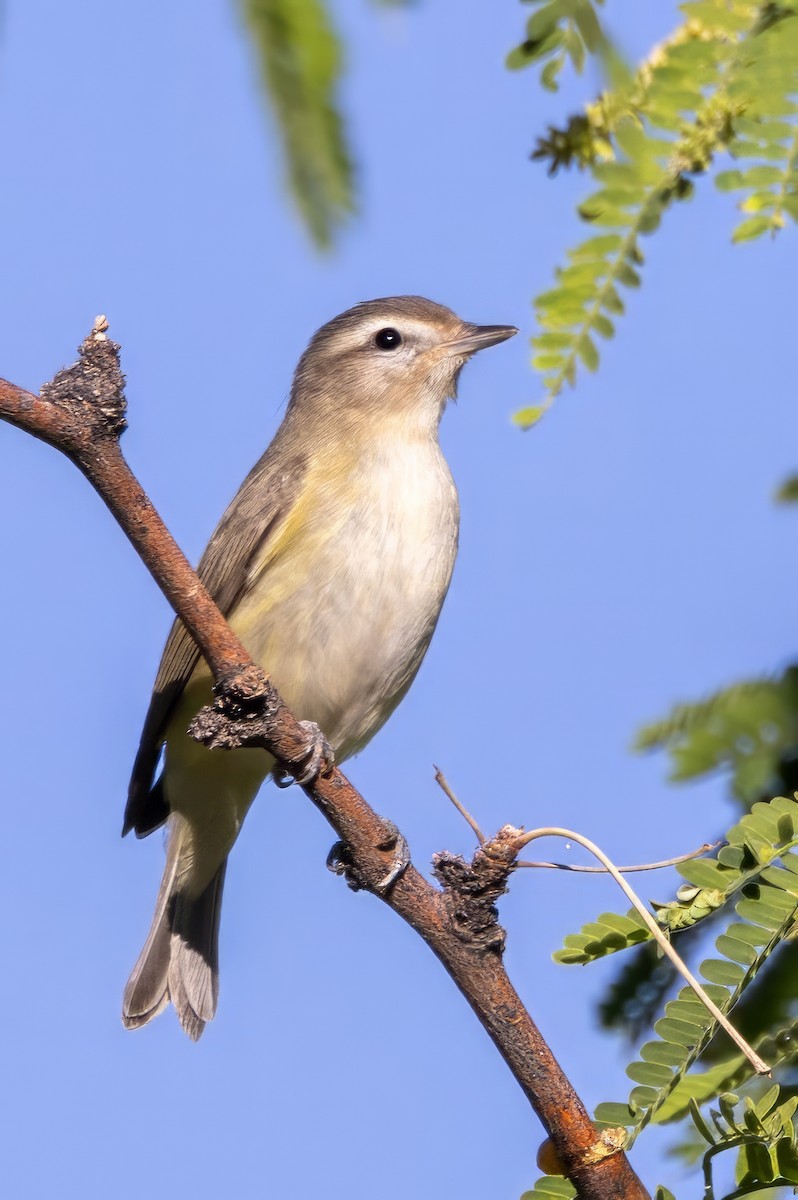 Warbling Vireo - ML619998037