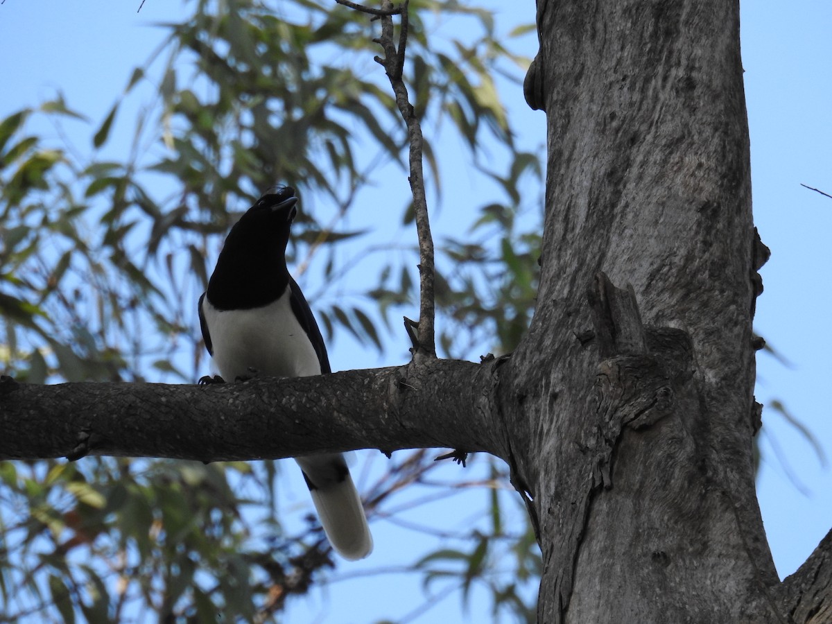 Curl-crested Jay - ML619998044