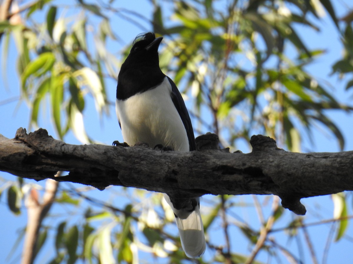 Curl-crested Jay - ML619998050