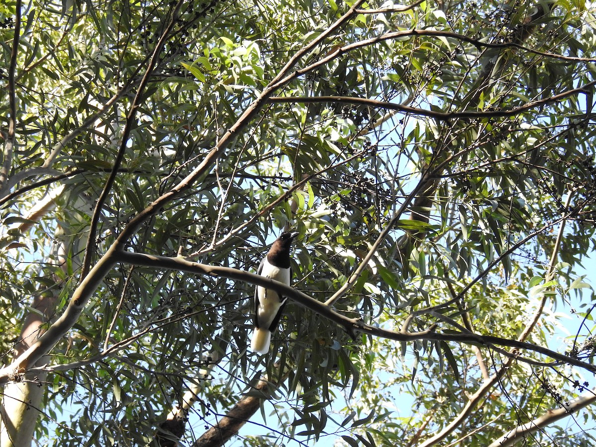 Curl-crested Jay - ML619998053