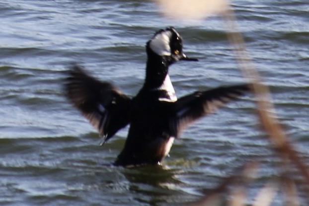 Hooded Merganser - ML619998055