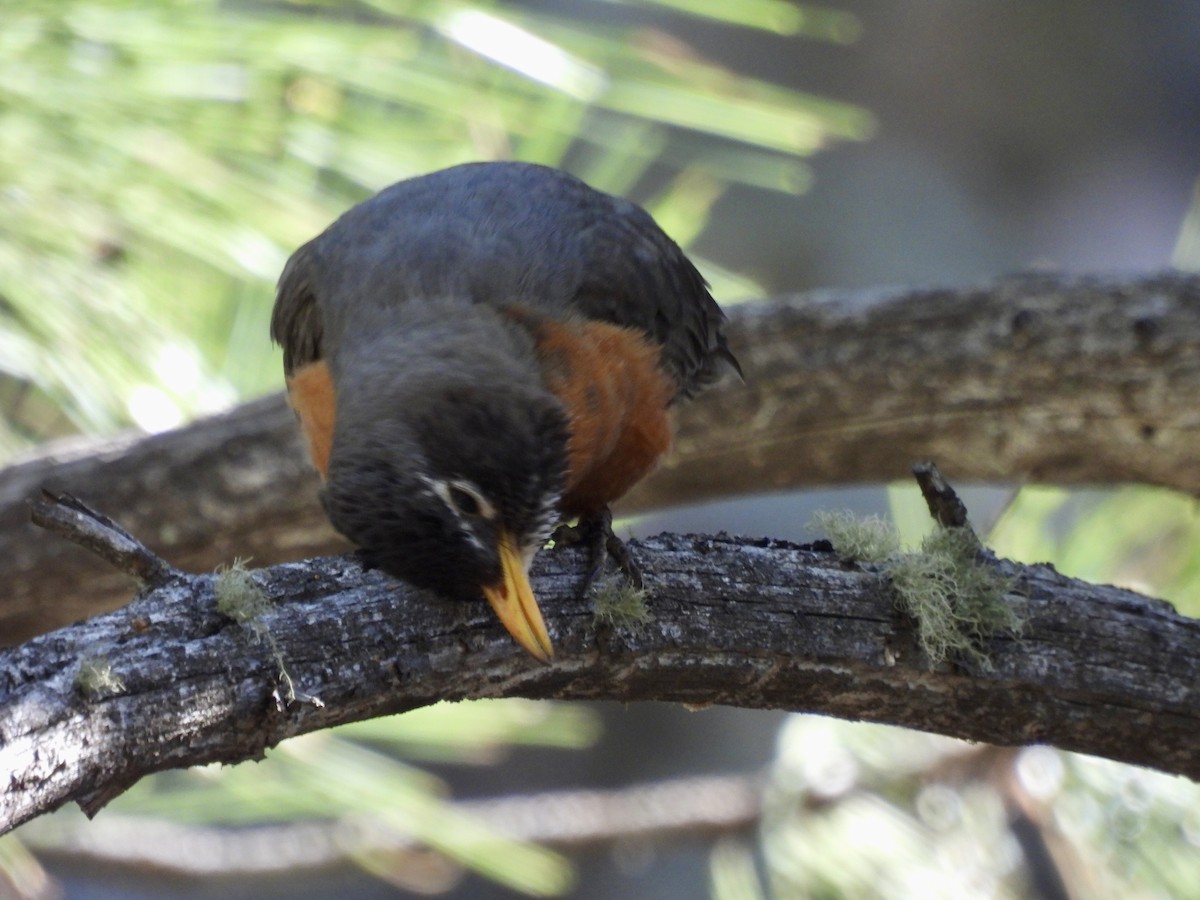 American Robin - ML619998057