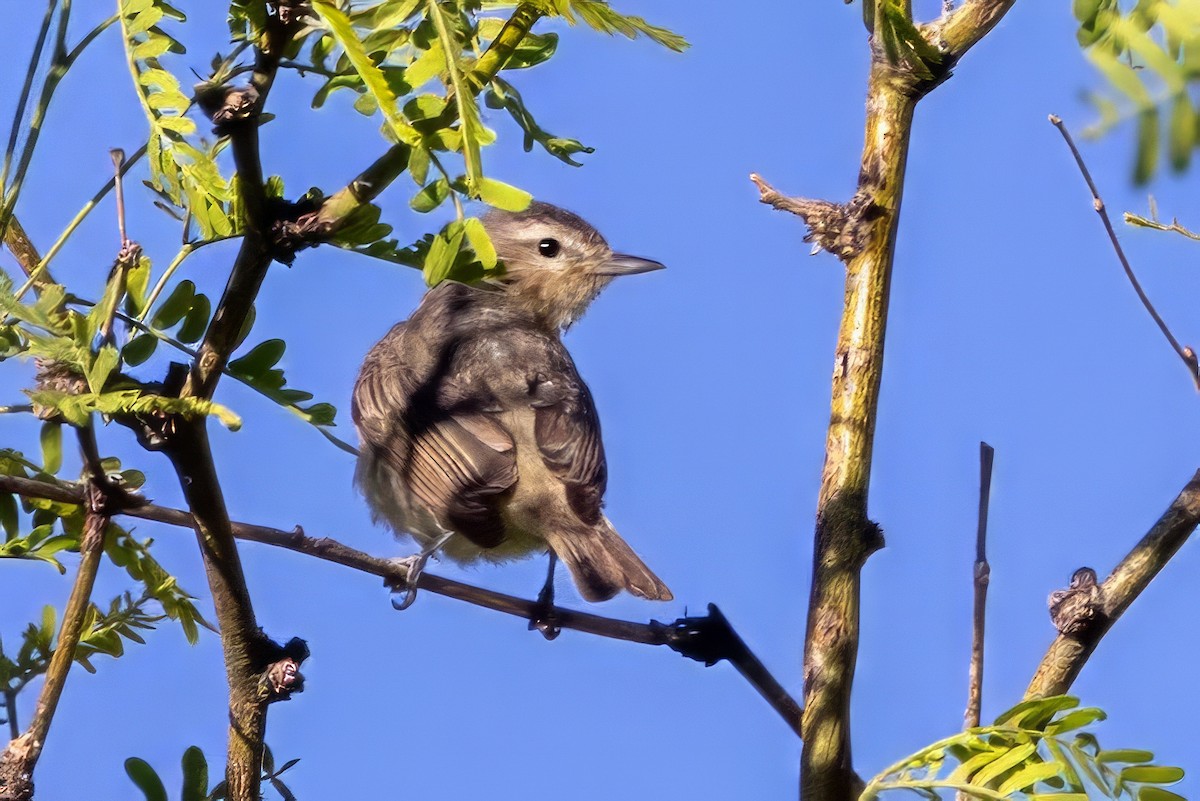 Warbling Vireo - ML619998064