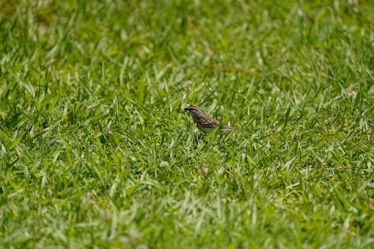 Chipping Sparrow - ML619998065