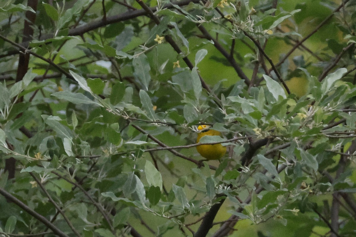 Blue-winged Warbler - ML619998066