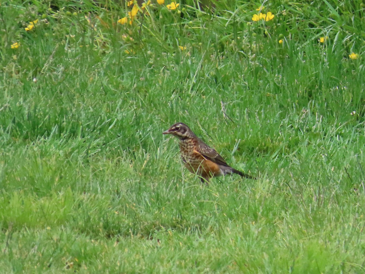 American Robin - ML619998069