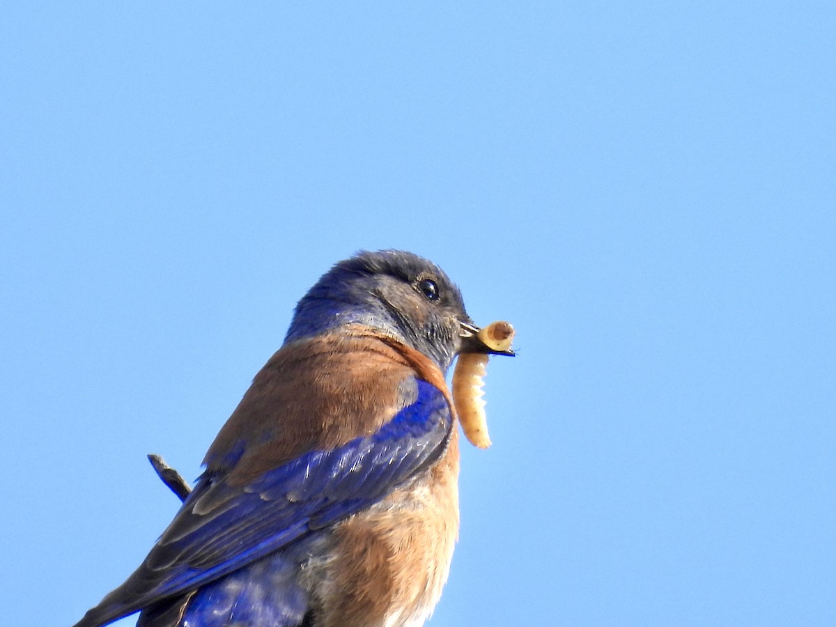 Western Bluebird - ML619998074