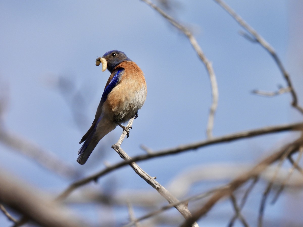 Western Bluebird - ML619998075