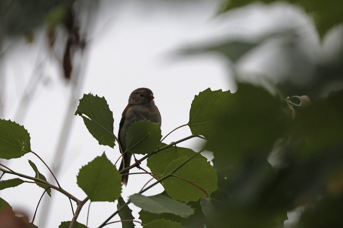 Field Sparrow - ML619998081
