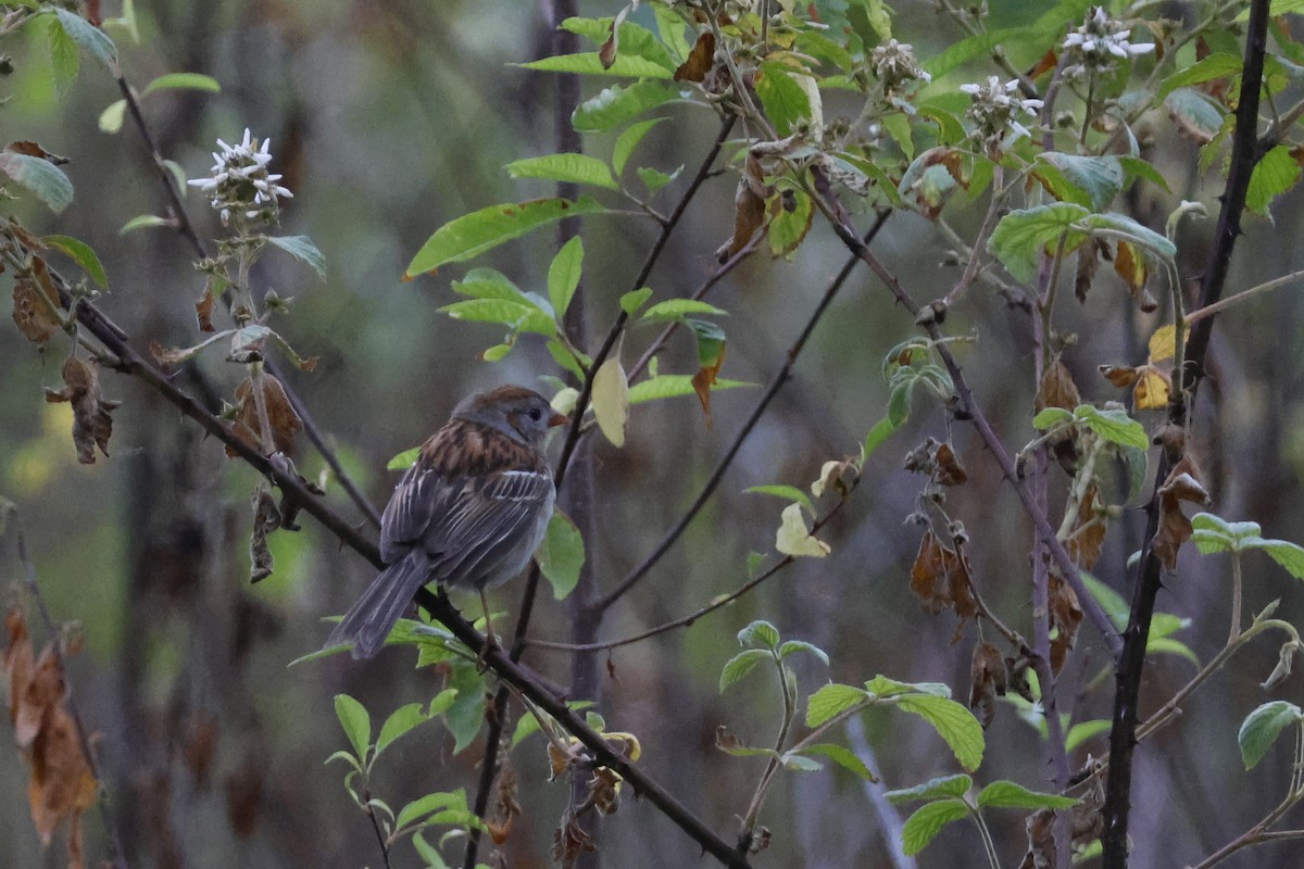 Field Sparrow - ML619998084