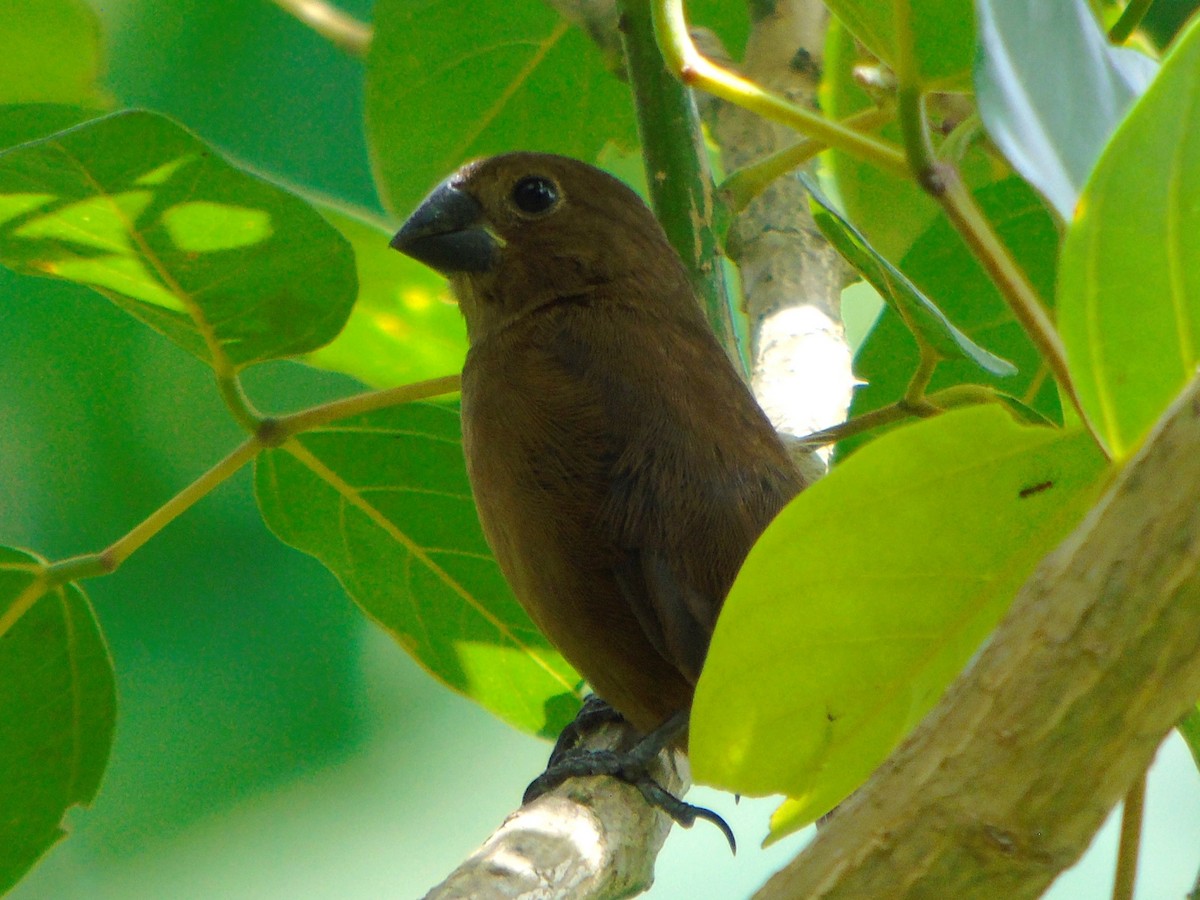 Thick-billed Seed-Finch - ML619998086