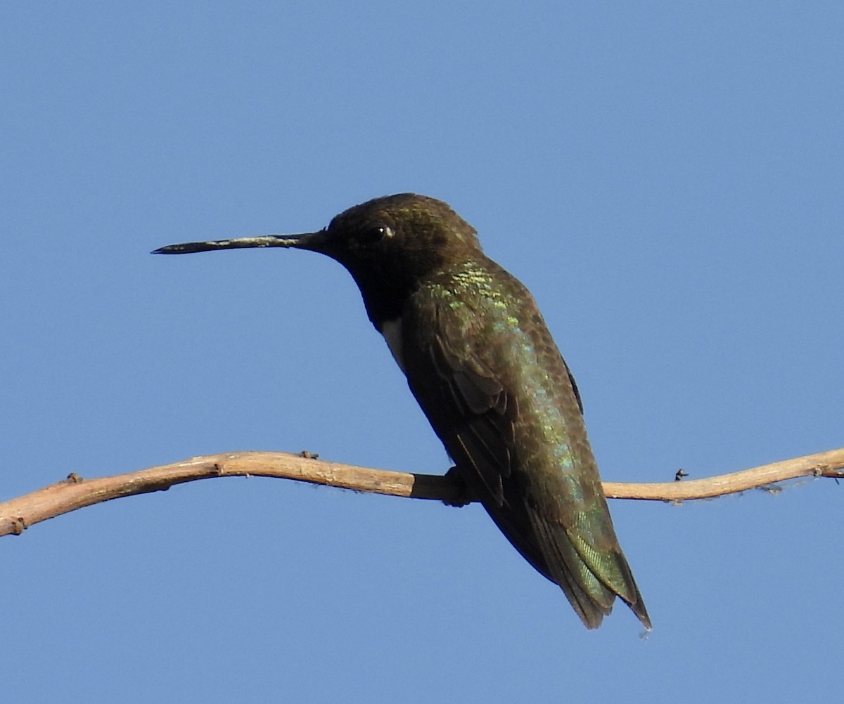 Black-chinned Hummingbird - ML619998087