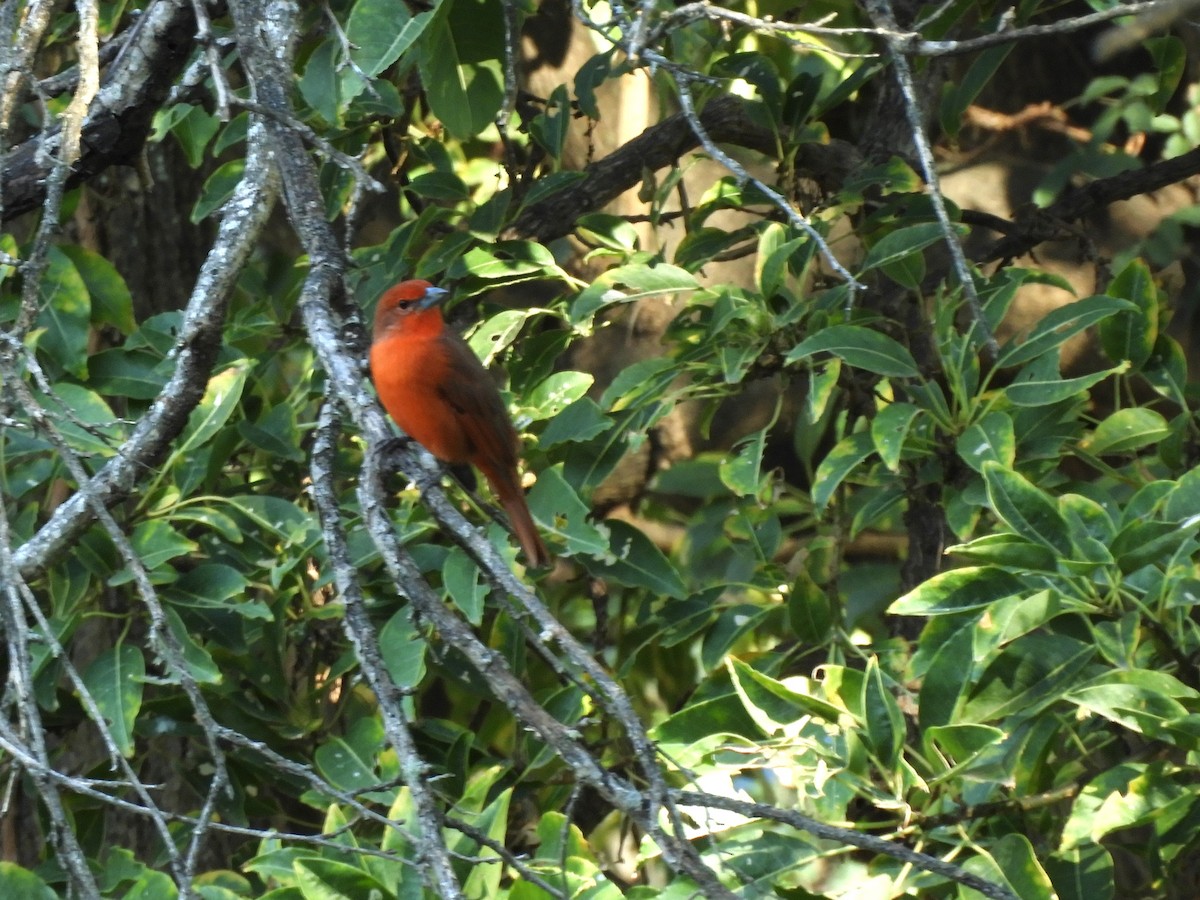 Hepatic Tanager - ML619998093