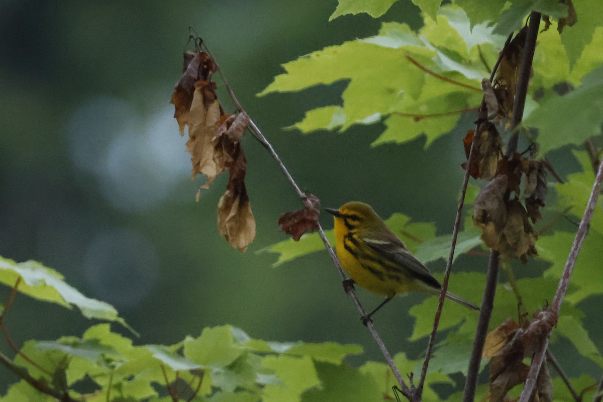 Prairie Warbler - ML619998100