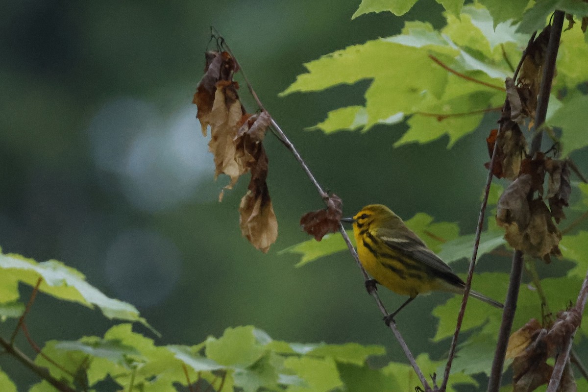 Prairie Warbler - ML619998101