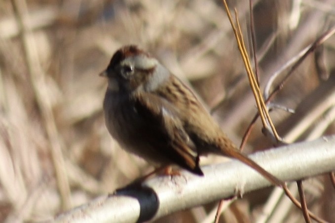 Swamp Sparrow - ML619998107