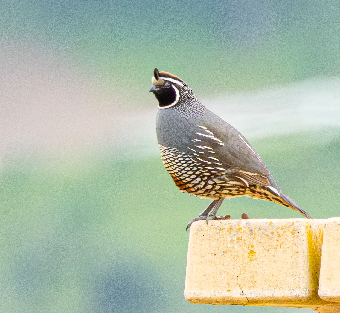 California Quail - ML619998118