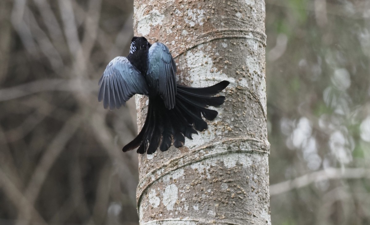 Hair-crested Drongo - ML619998130
