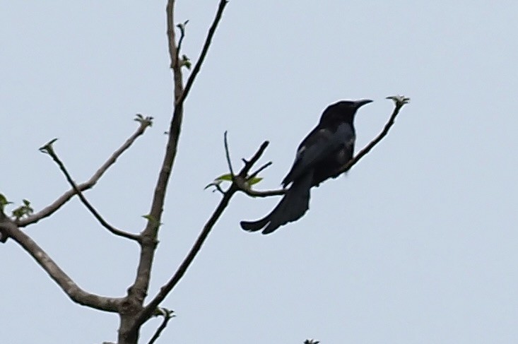 Hair-crested Drongo - ML619998131