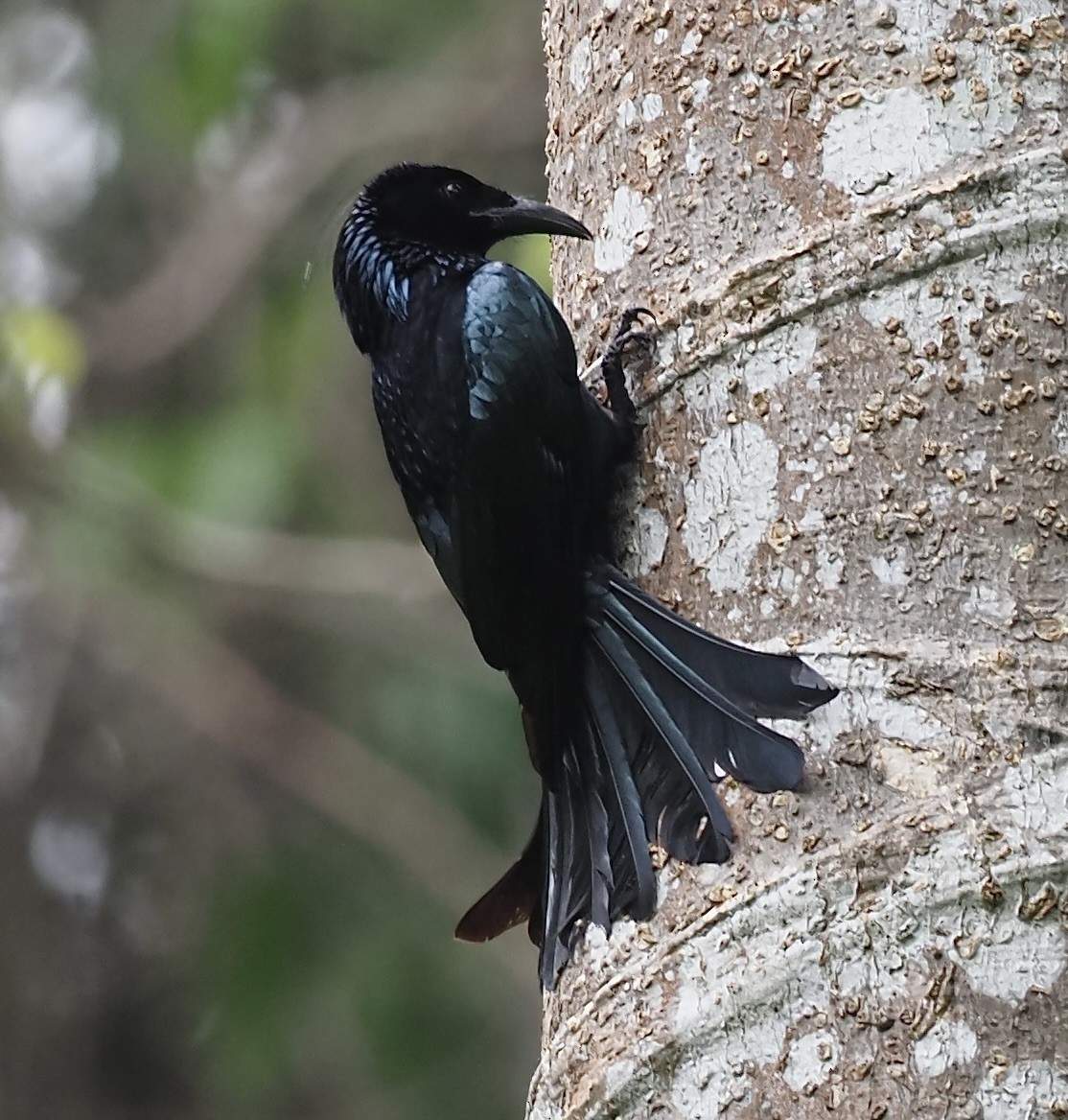 Hair-crested Drongo - ML619998134