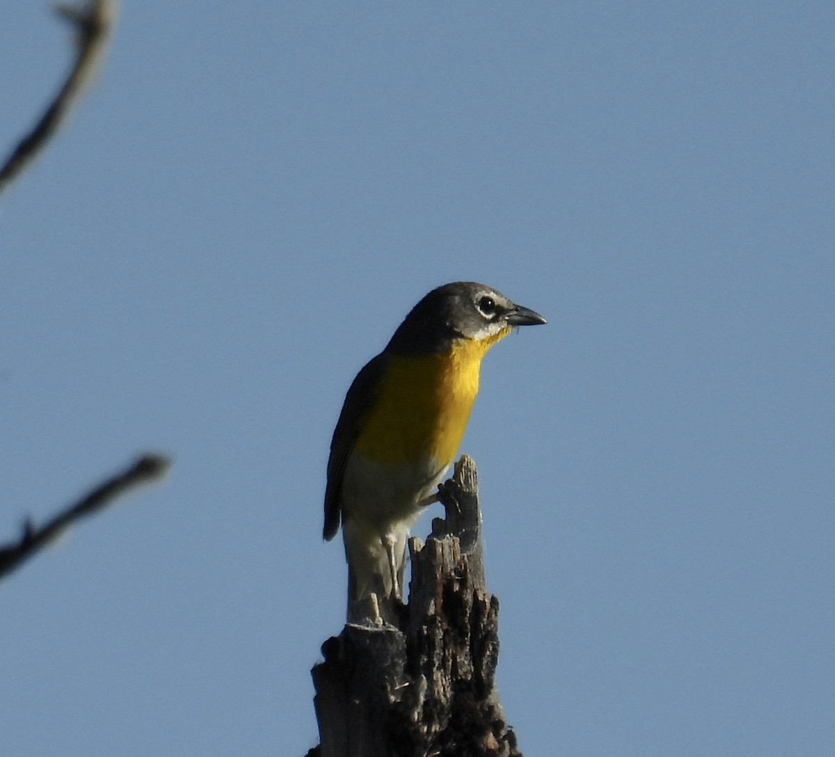 Yellow-breasted Chat - ML619998139