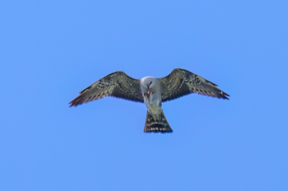 Mississippi Kite - ML619998145