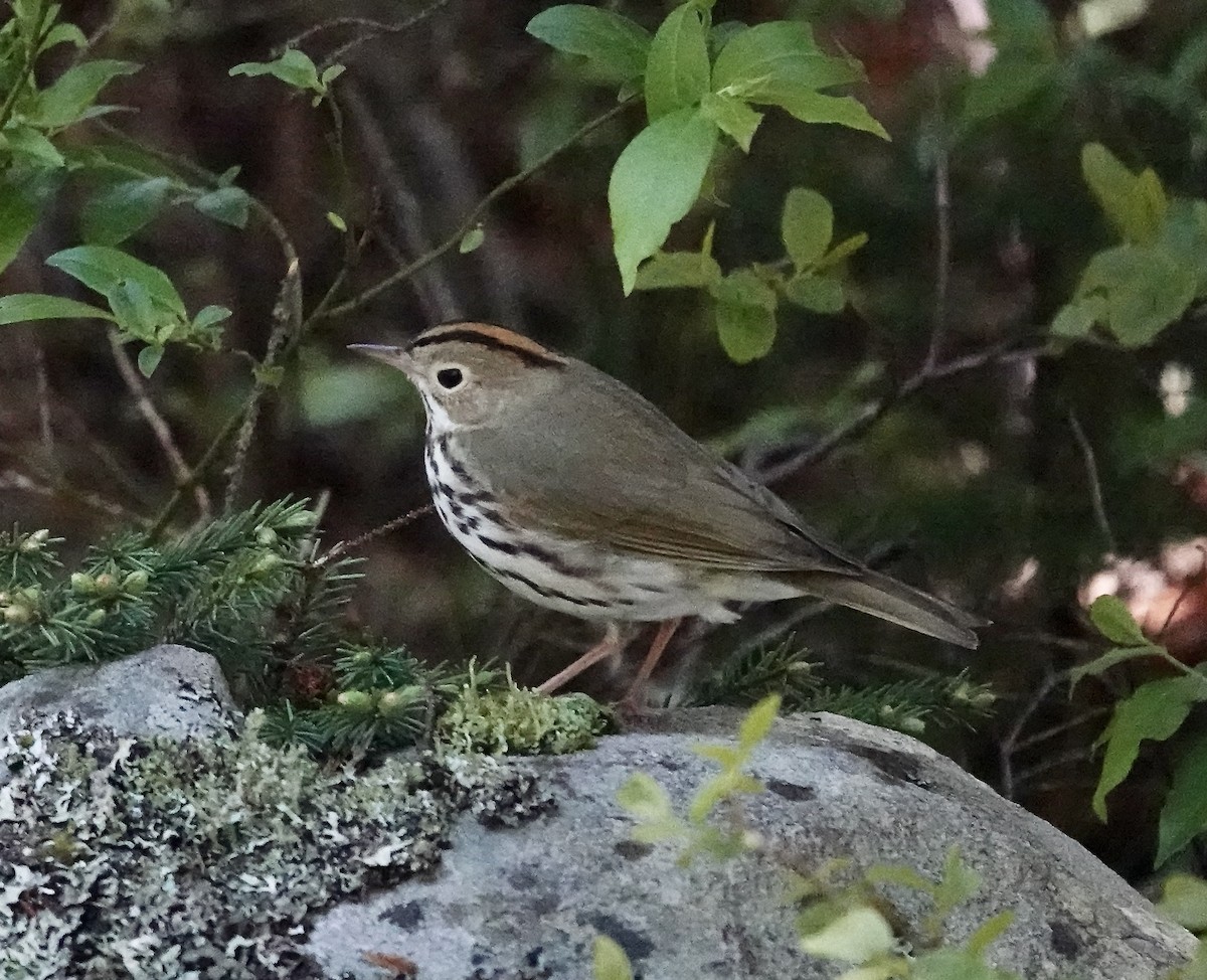 Ovenbird - ML619998146