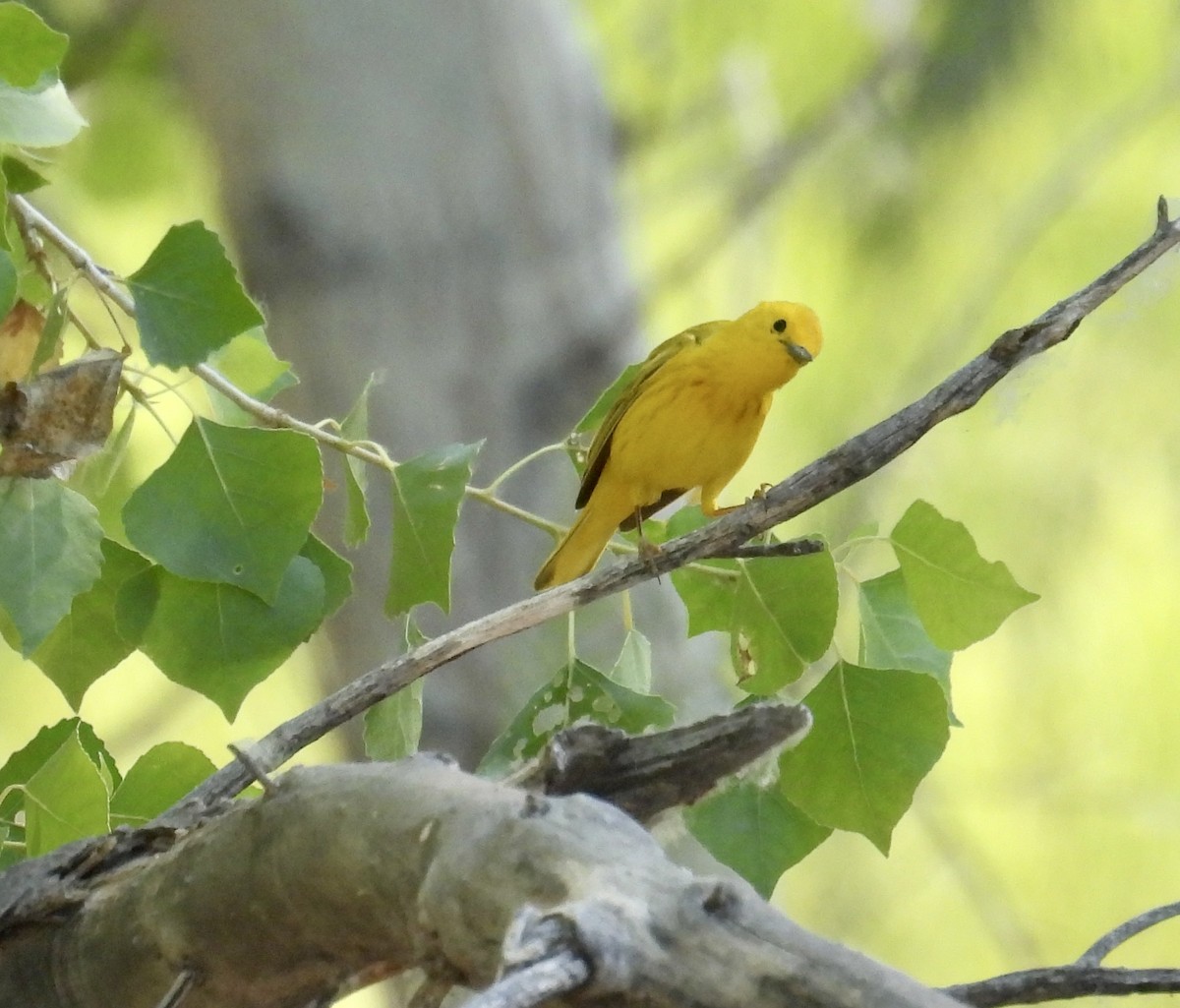 Yellow Warbler - ML619998147