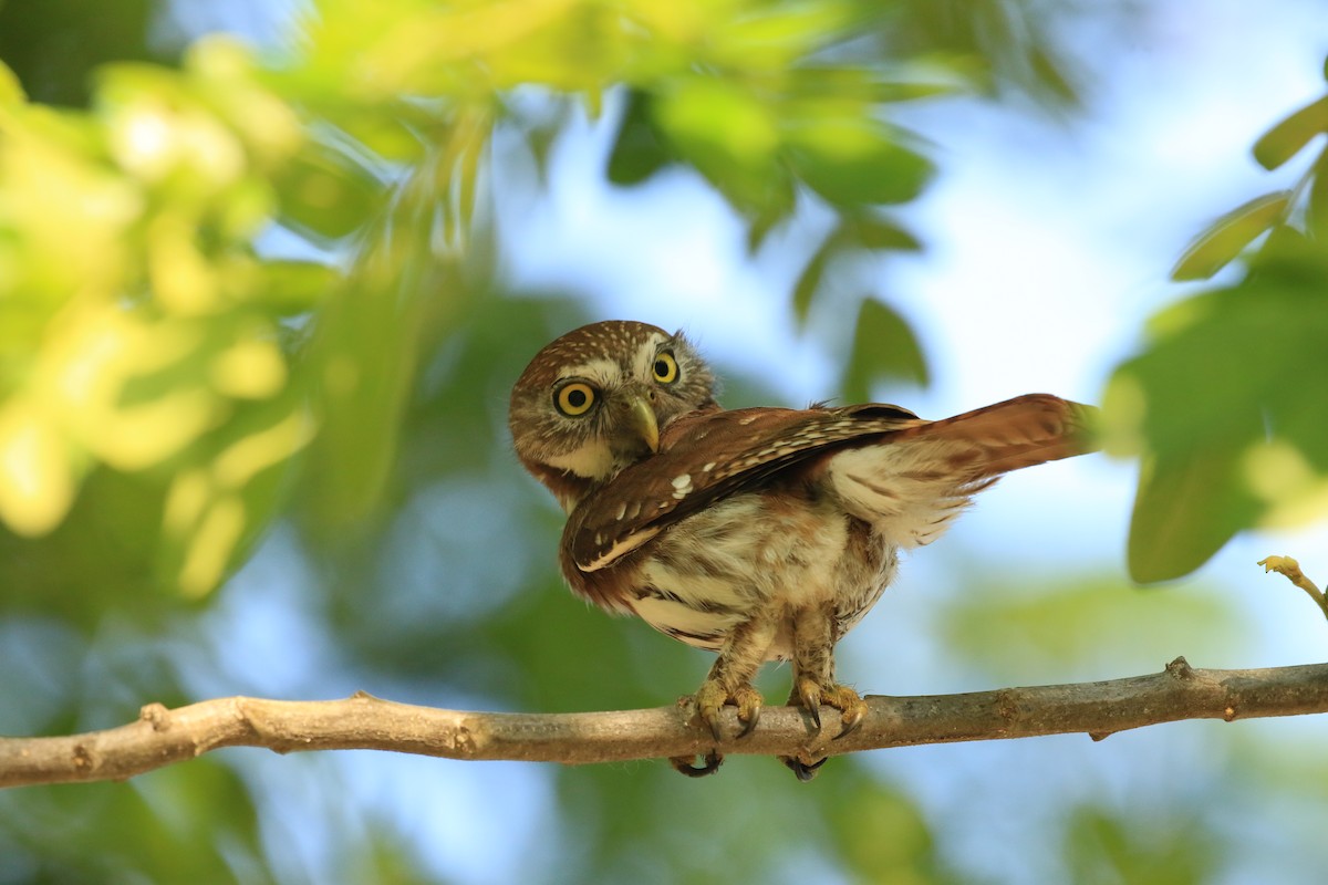 Ferruginous Pygmy-Owl - ML619998151