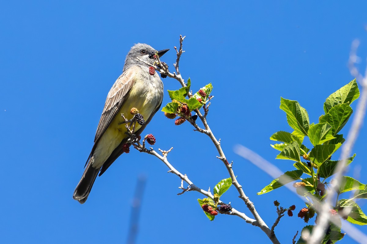 Cassin's Kingbird - ML619998160