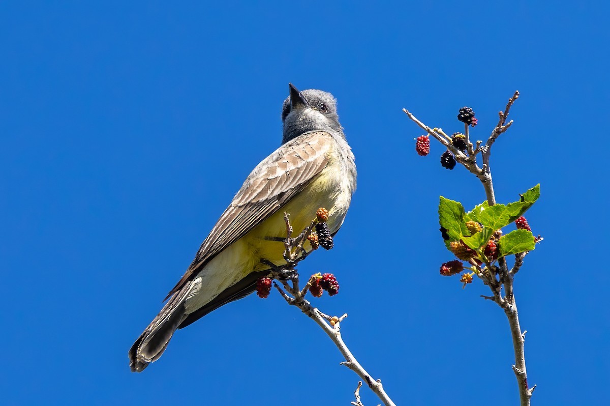 Cassin's Kingbird - ML619998168