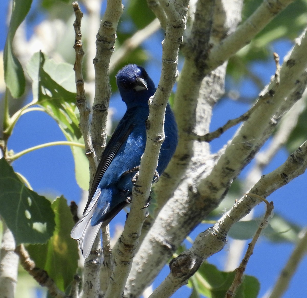 Passerin indigo - ML619998170