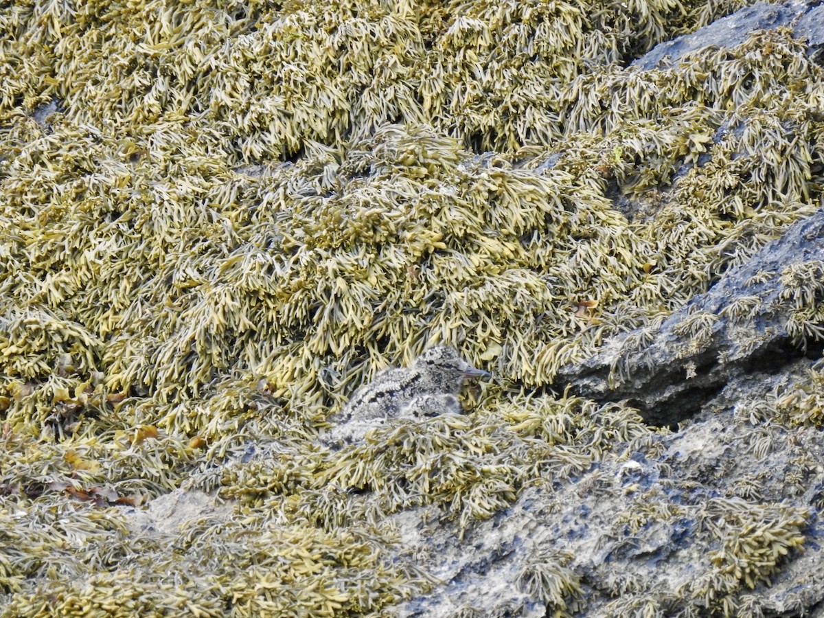 Eurasian Oystercatcher (Western) - ML619998180