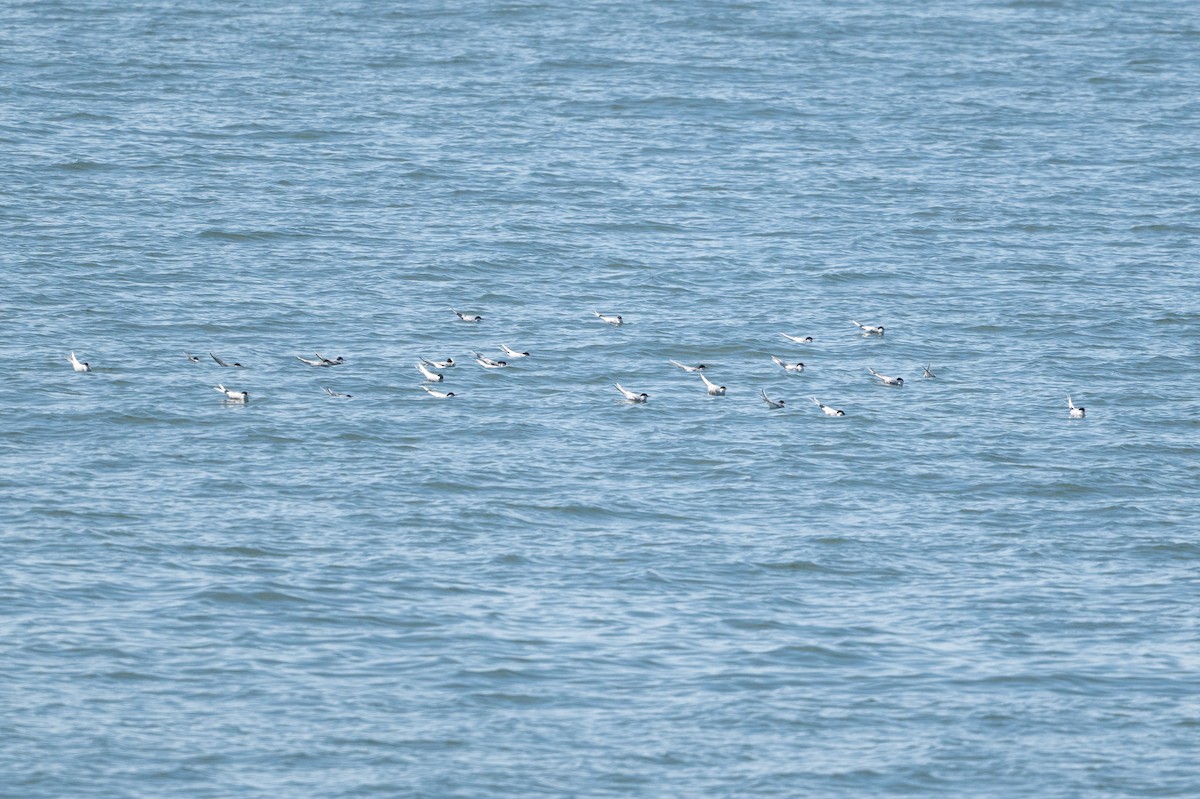 Arctic Tern - ML619998181