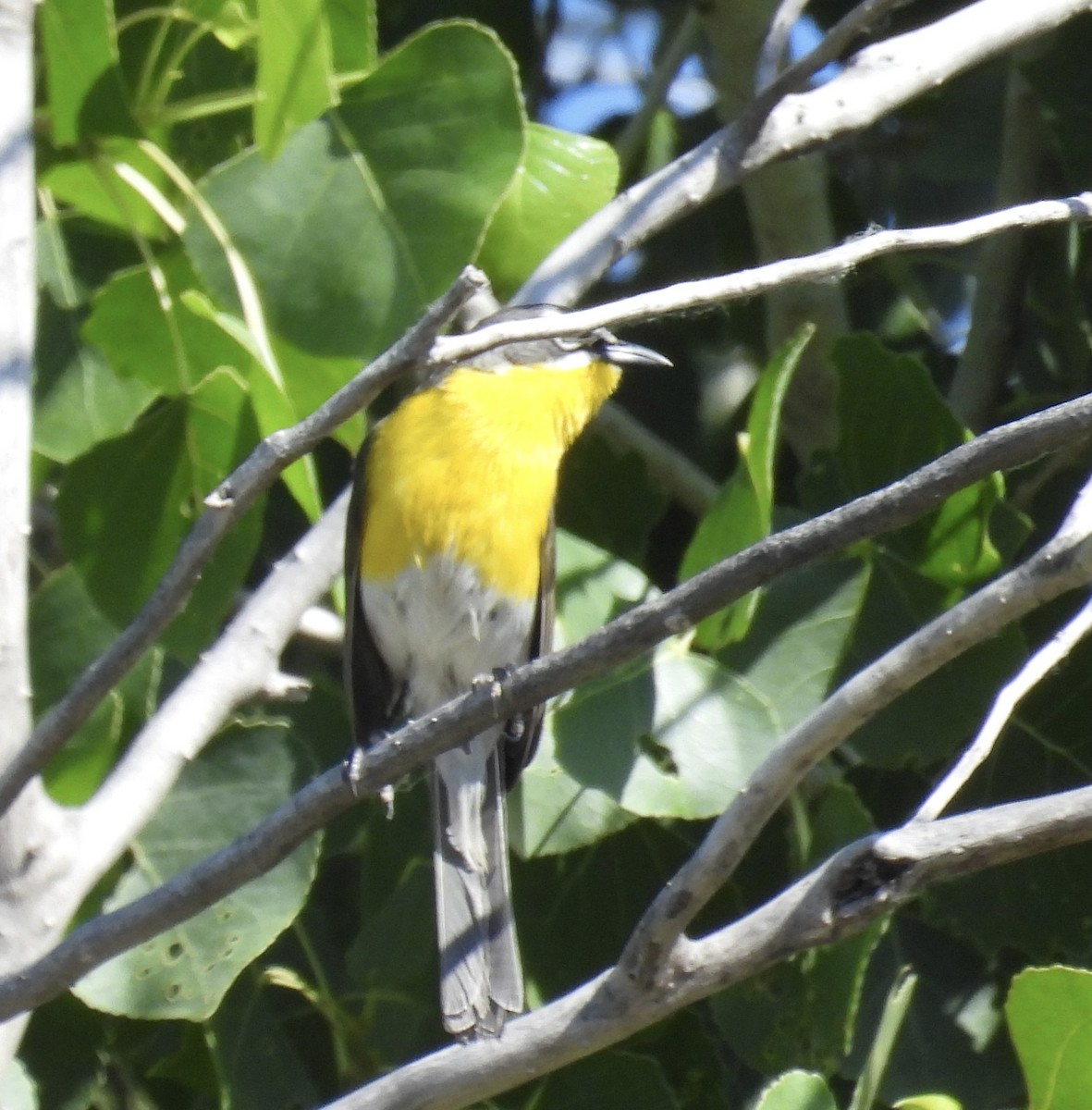 Yellow-breasted Chat - ML619998185