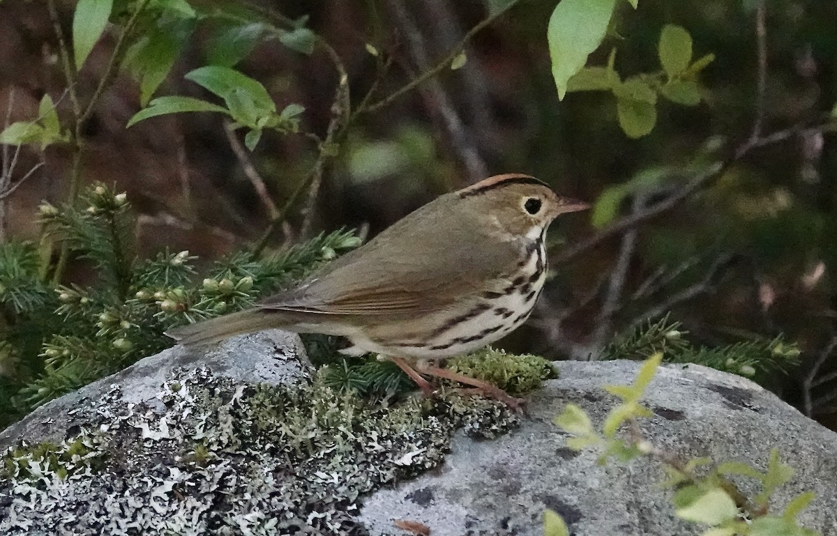 Paruline couronnée - ML619998186