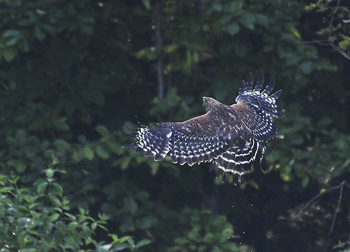 Red-shouldered Hawk - ML619998189