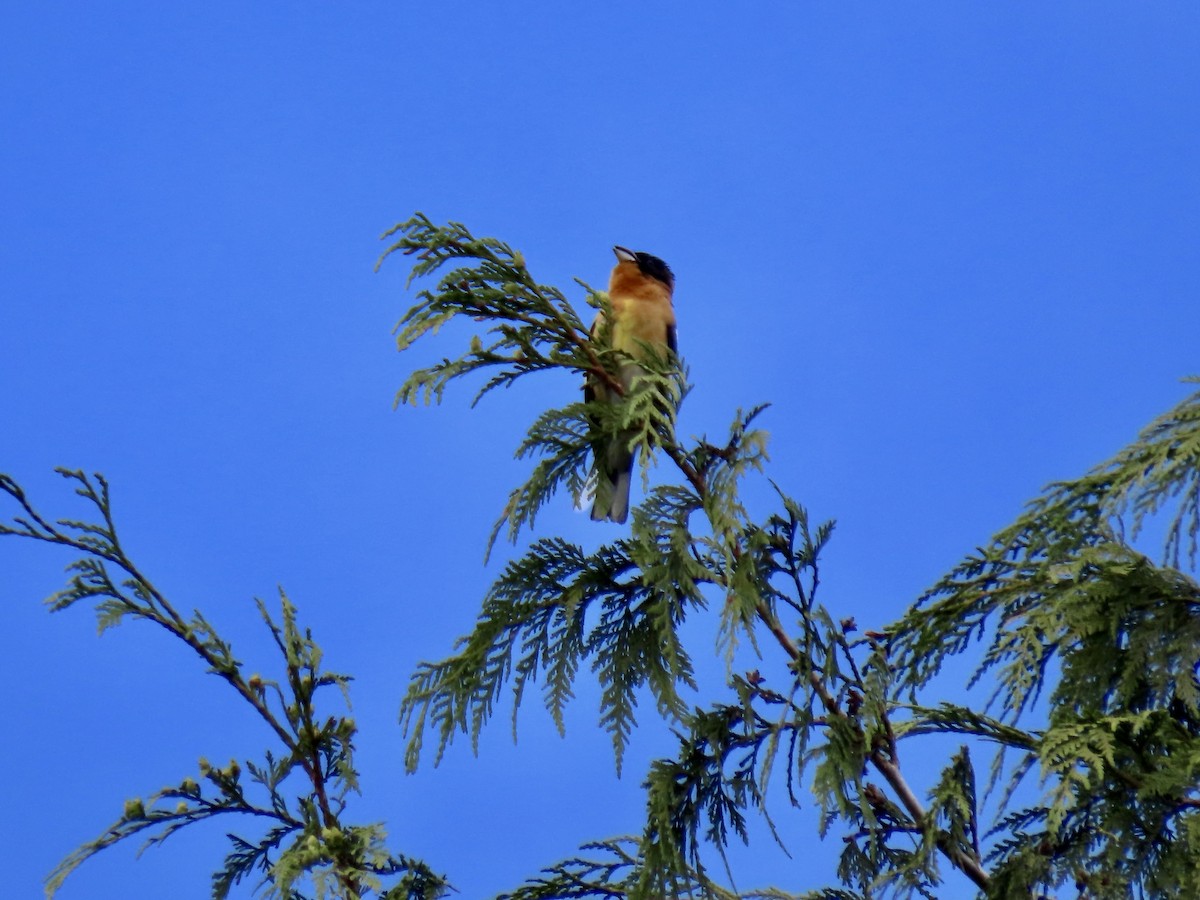 Black-headed Grosbeak - ML619998195