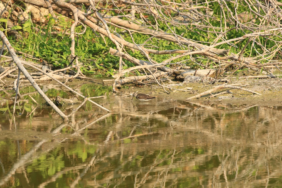 Solitary Sandpiper - ML619998199