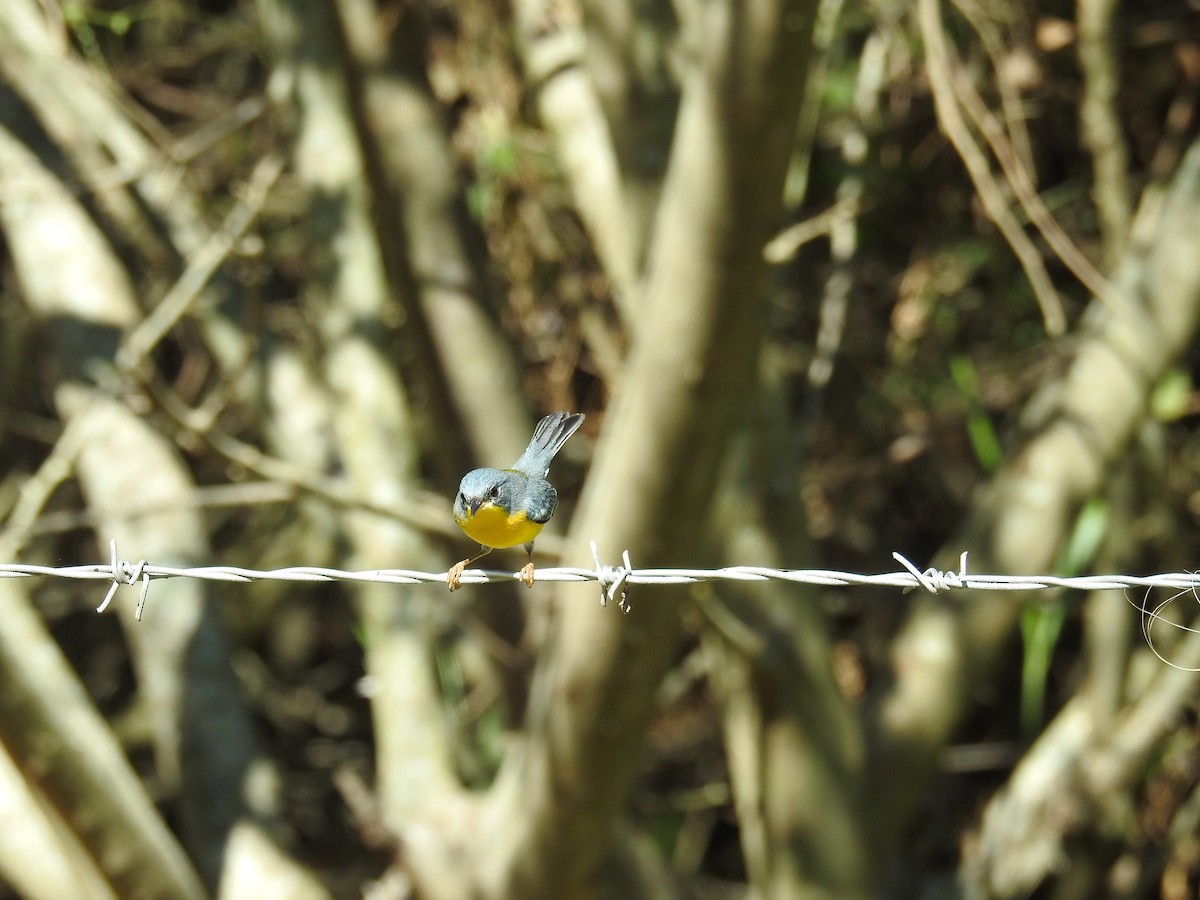 Parula Pitiayumí - ML619998208