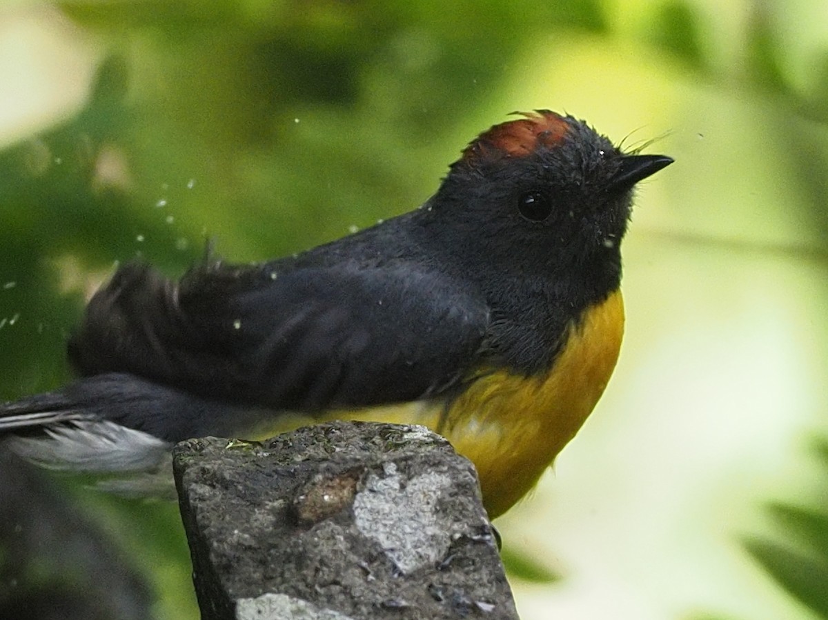 Slate-throated Redstart - ML619998212