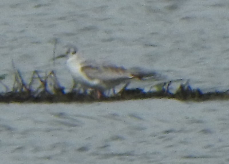 Mouette de Bonaparte - ML619998213